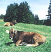 Idylle auf dem Kühberg. Foto: Eduard Roll 1997